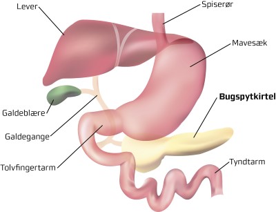 Bugspytkirtel uden slange 1.jpg