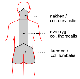 Illustration af rygsøjlens tre regioner